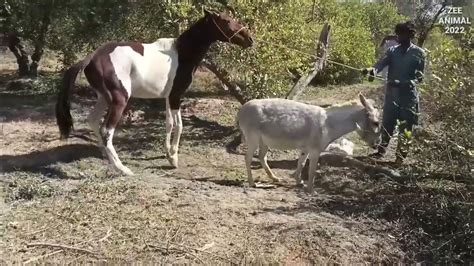 horse donkey matching|donkey and horse love.